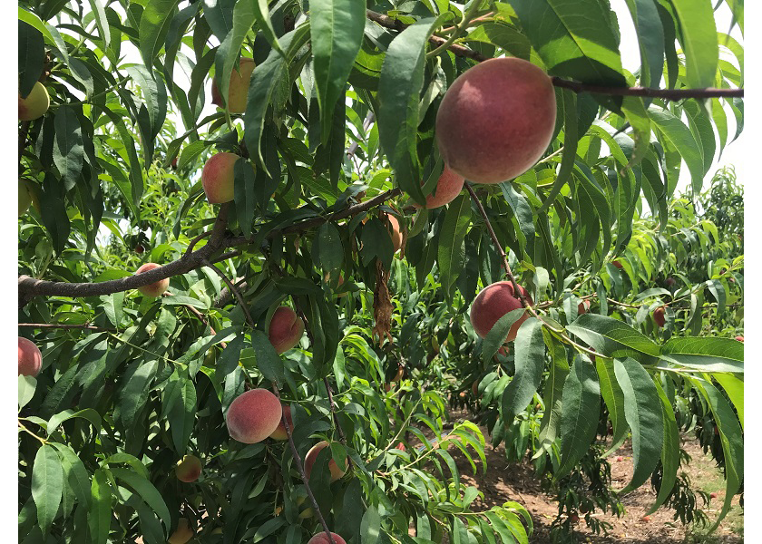 Strong peach crop expected out of South Carolina The Packer